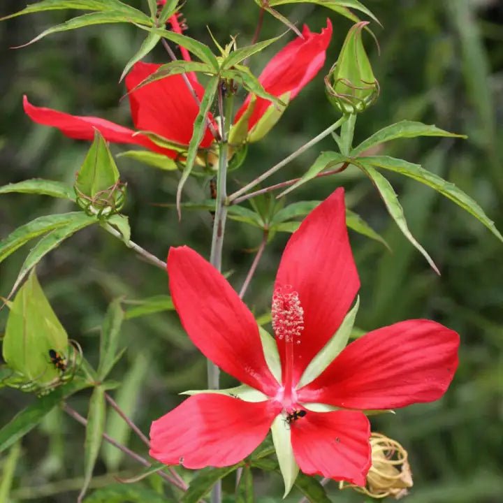 Scarlet Hibiscus Shrub - Garden for Wildlife product image