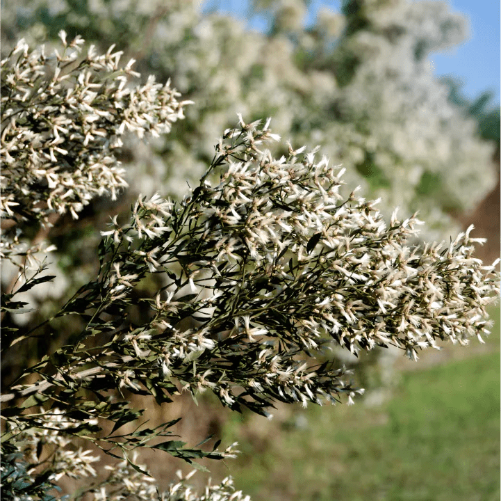 Sea Myrtle Shrub - Garden for Wildlife product image