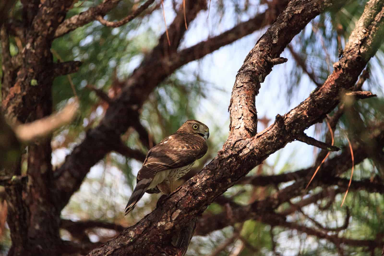 A magnificent hawk perched on a sturdy branch of a tree