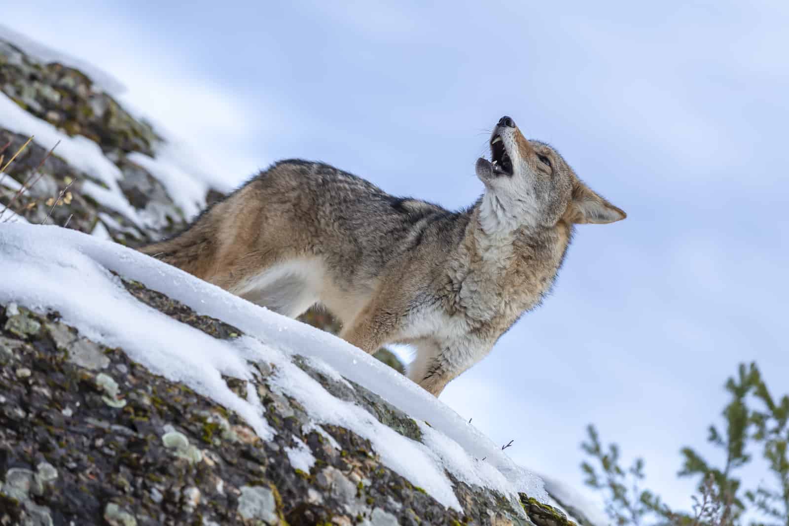 a fearless and majestic coyote stands proudly in the snowy mountain.
