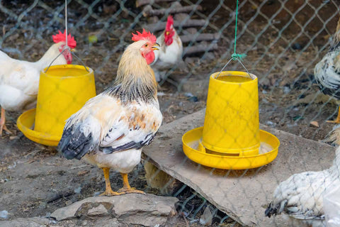 Two bright yellow chicken feeders placed inside a spacious chicken coop, surrounded by a group of chickens