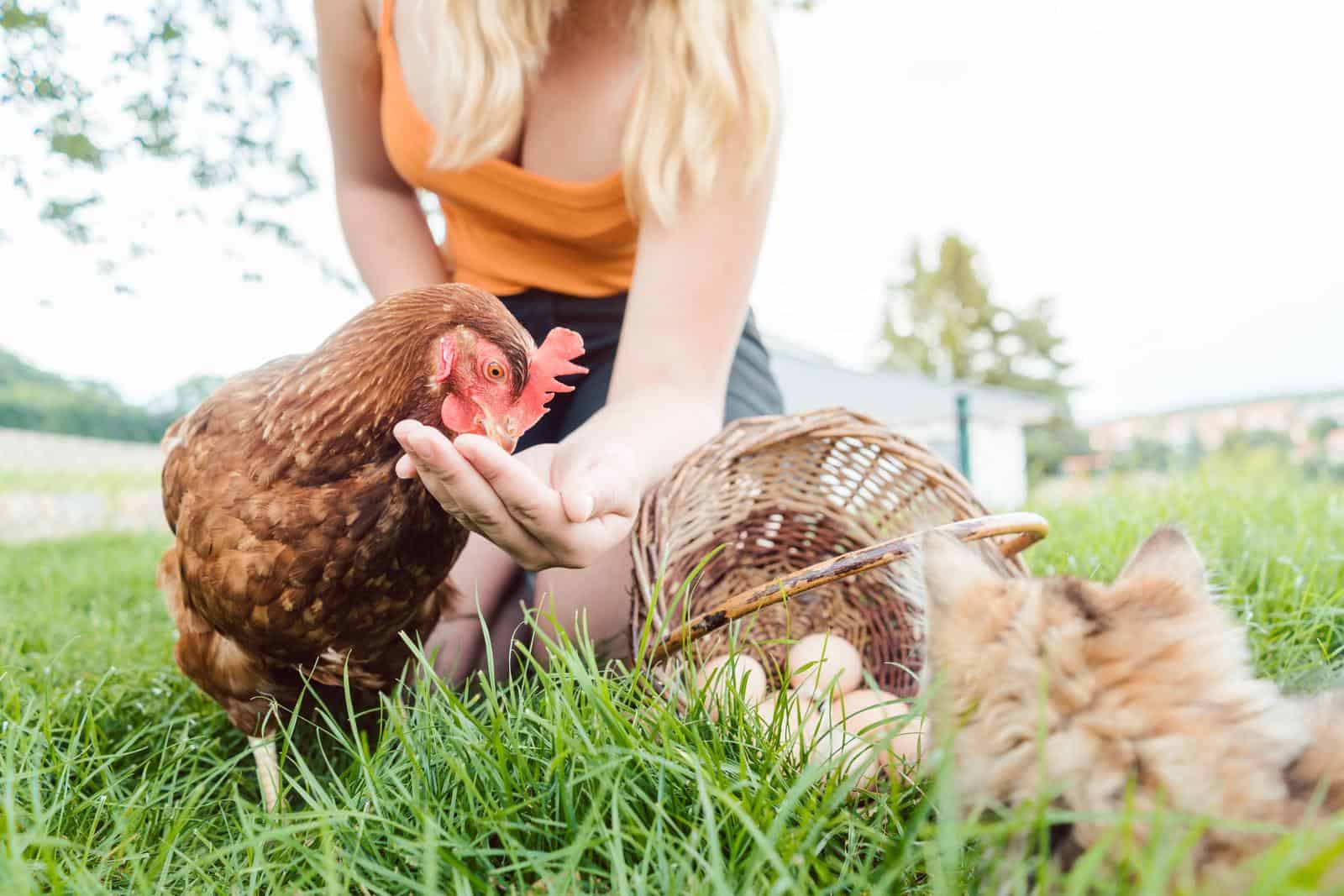 A girl feeding a chicken using her hands with a  basket of eggs lying underground beside her.