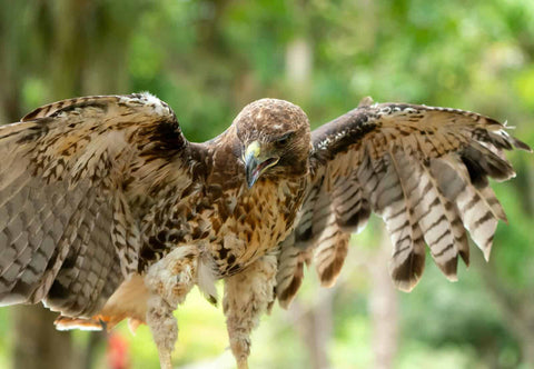 A majestic hawk gracefully extends its .wings, revealing an impressive wingspan