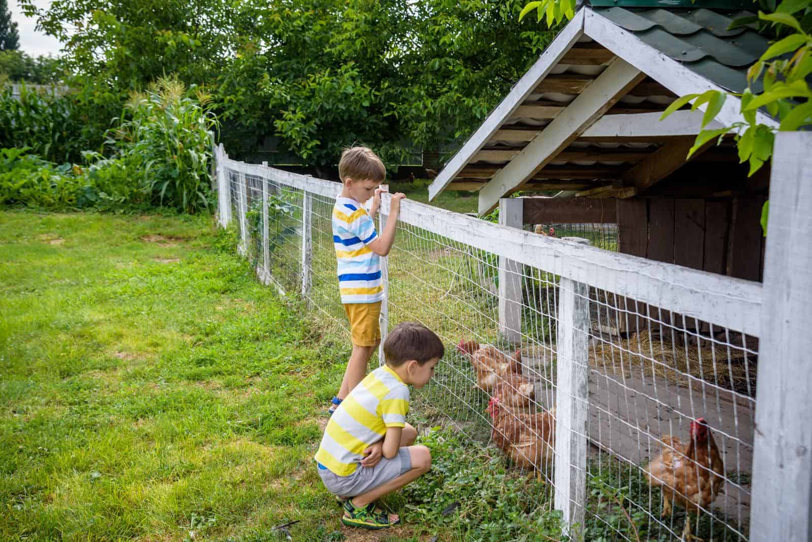 Two curious young boys eagerly peer through the fence of a chicken coop, captivated by a lively group of chickens.