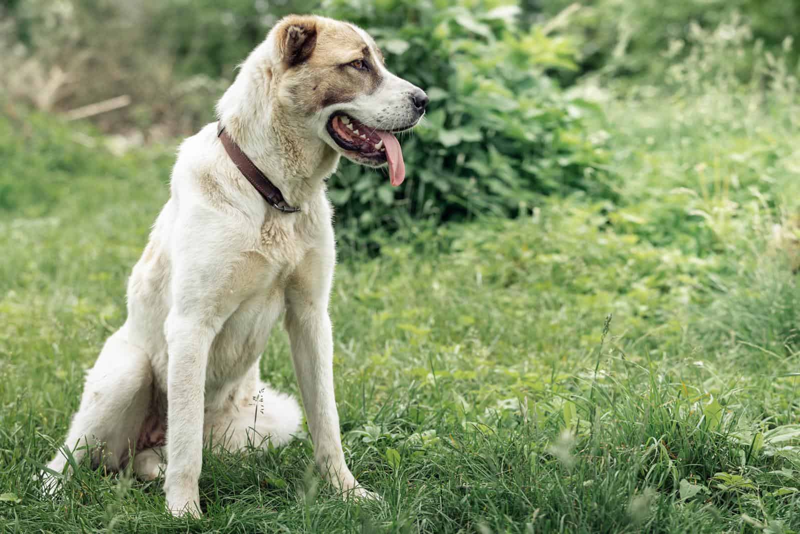 A big white dog sitting on the green lushy grass