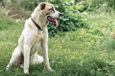 A big guardian white dog sitting on luscious grass, basking in the warm sun rays with its tongue out and relaxed.