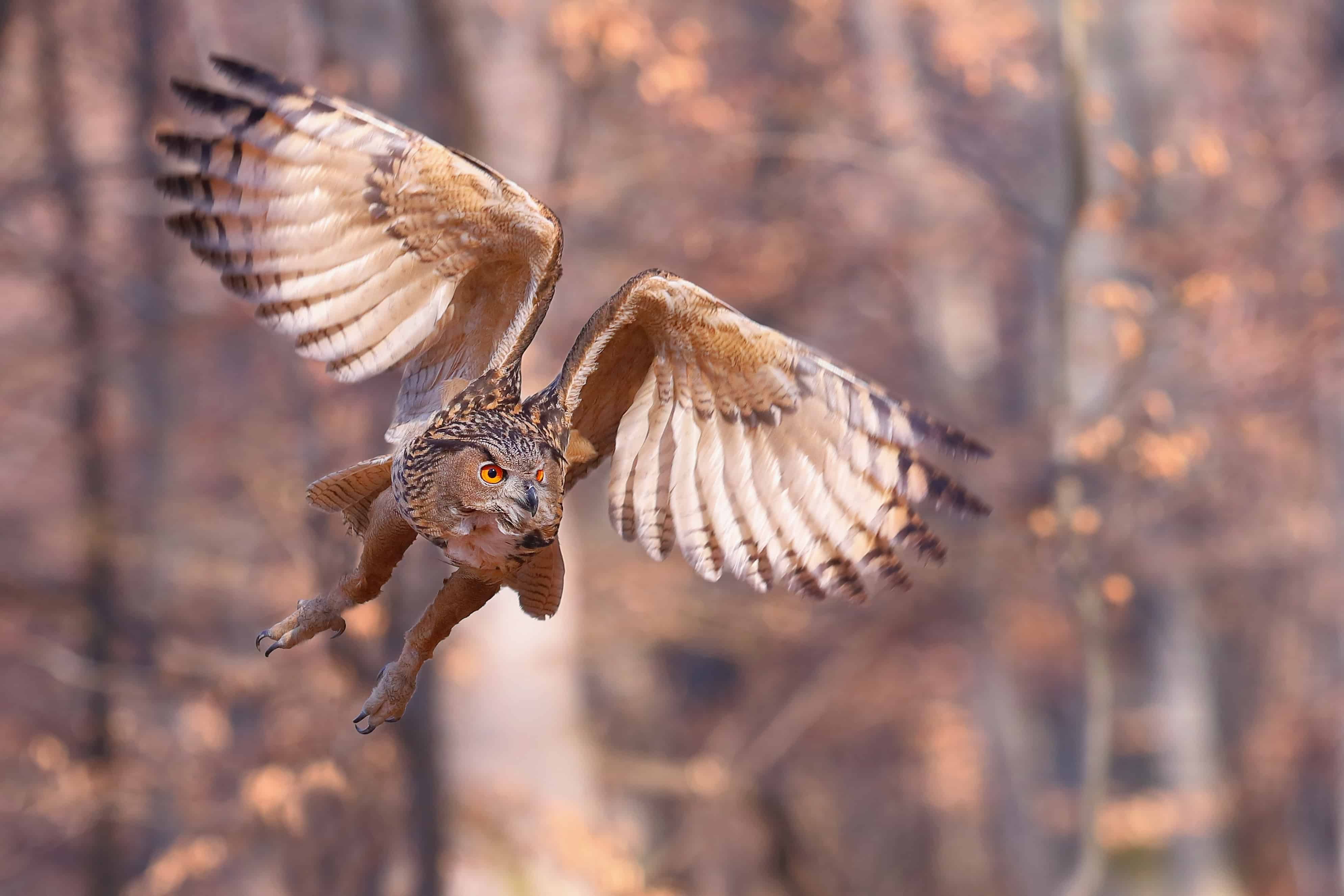 A large brown owl flying in the midst of the sunny day showing its powerful wings and muscled legs
