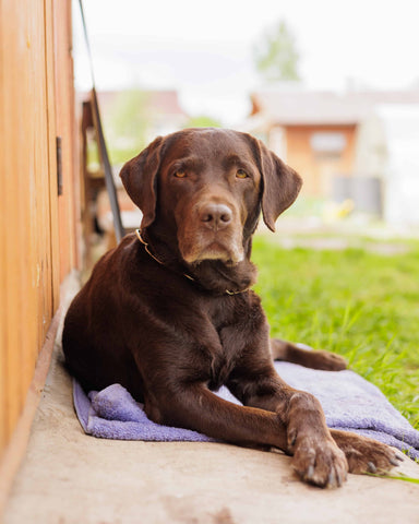 A chocolate-colored Labrador lying on a purple sheet cover acts a guard dog to protect.