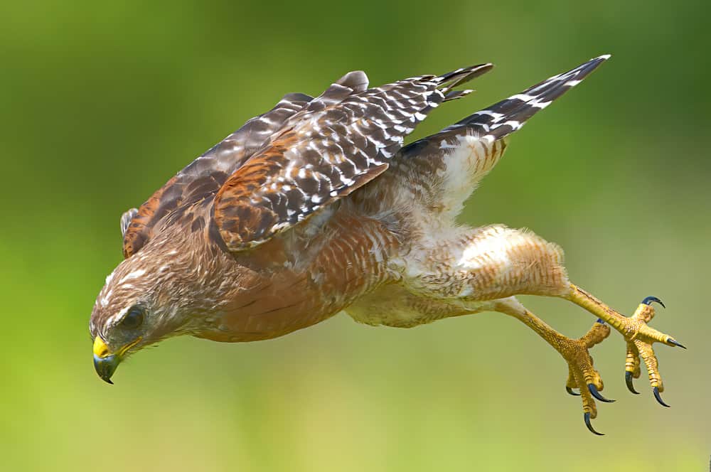 A red-shouldered Hawk (Buteo lineatus) flying fast down toward its prey