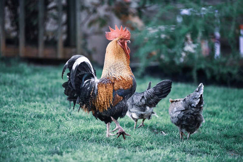 A large, colorful rooster walking beside a two black chicken hens