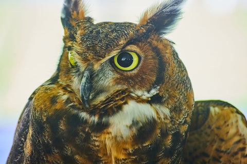 A detailed look of a Great-horned Owl