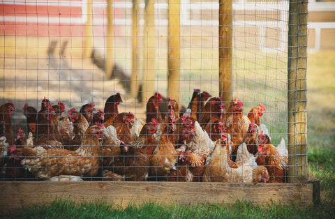 a flock of chicken inside a sturdy chicken coop