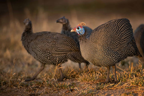 A flock of Guinea fowls walking around the field