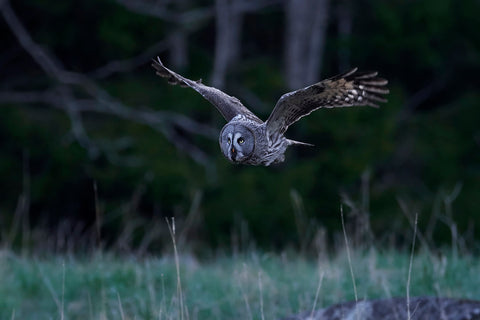 An owl flying across the farmfield