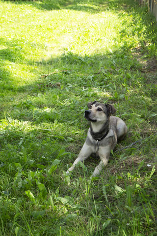 A large, fluffy, grayish dog lying on the grass