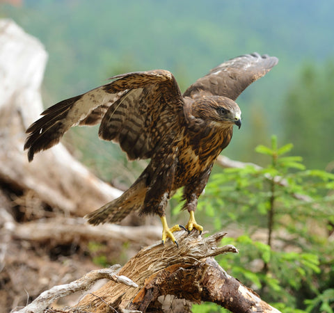 A hawk spreading its wings on a branch in forest