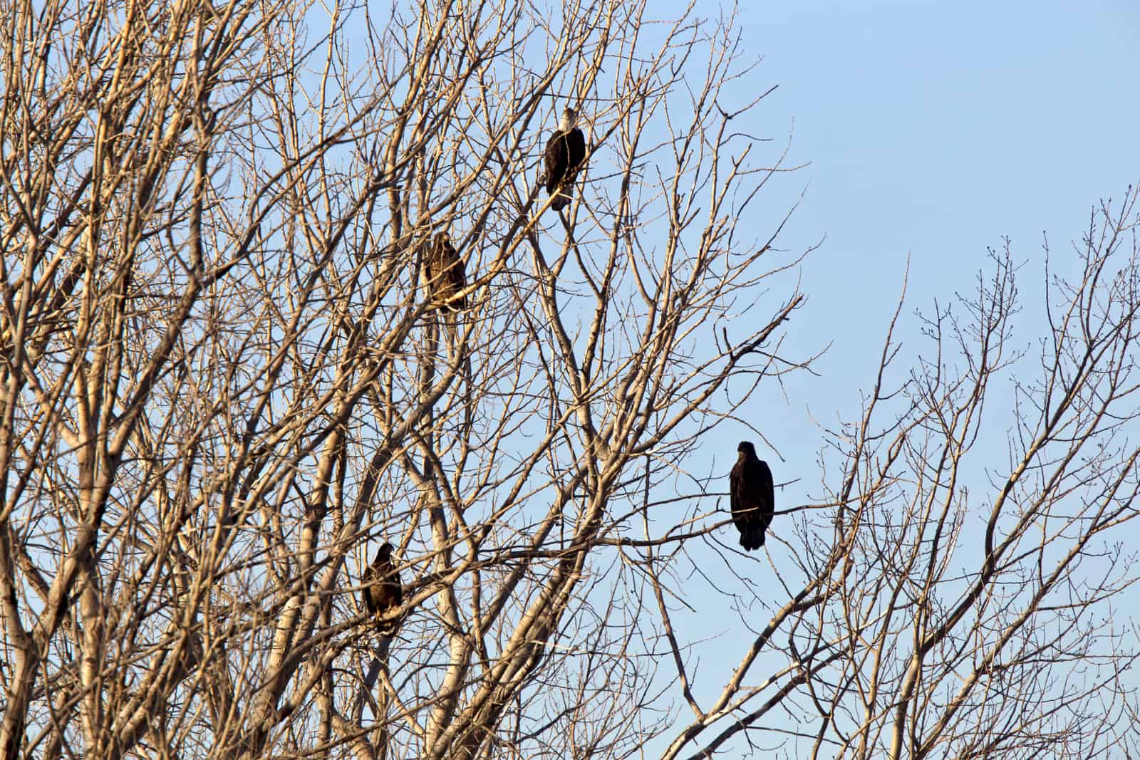 Four majestic eagles perching on a tree branch