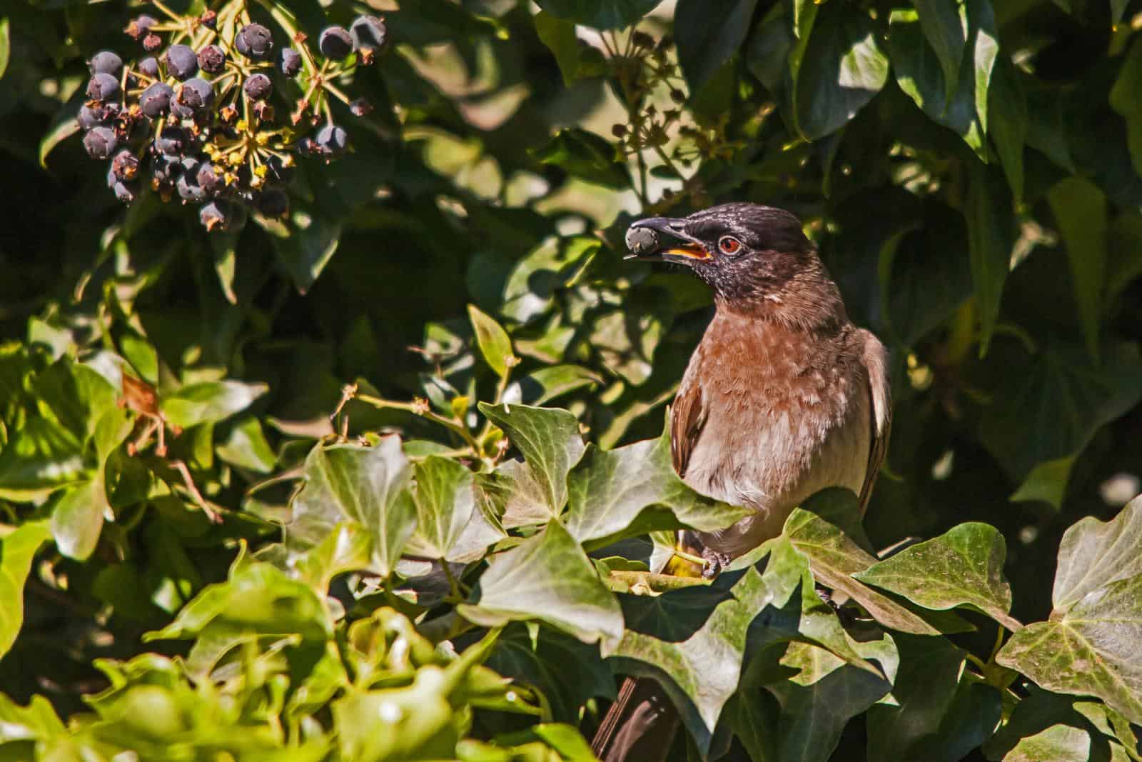 A bulbul bird perched on a branch, holds a plump blueberry fruit in its beak, ready to feast.