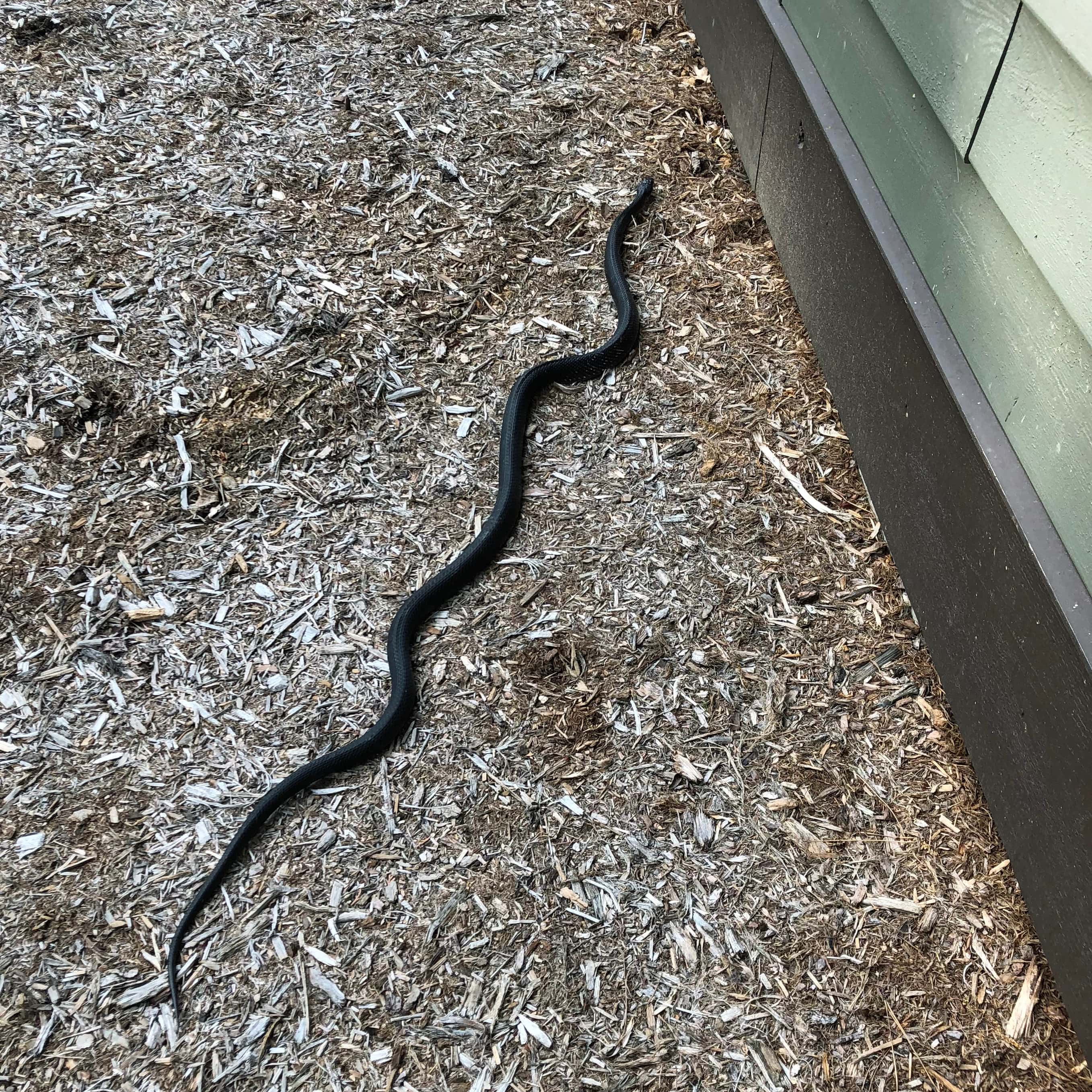 A rat snake slithering on the ground