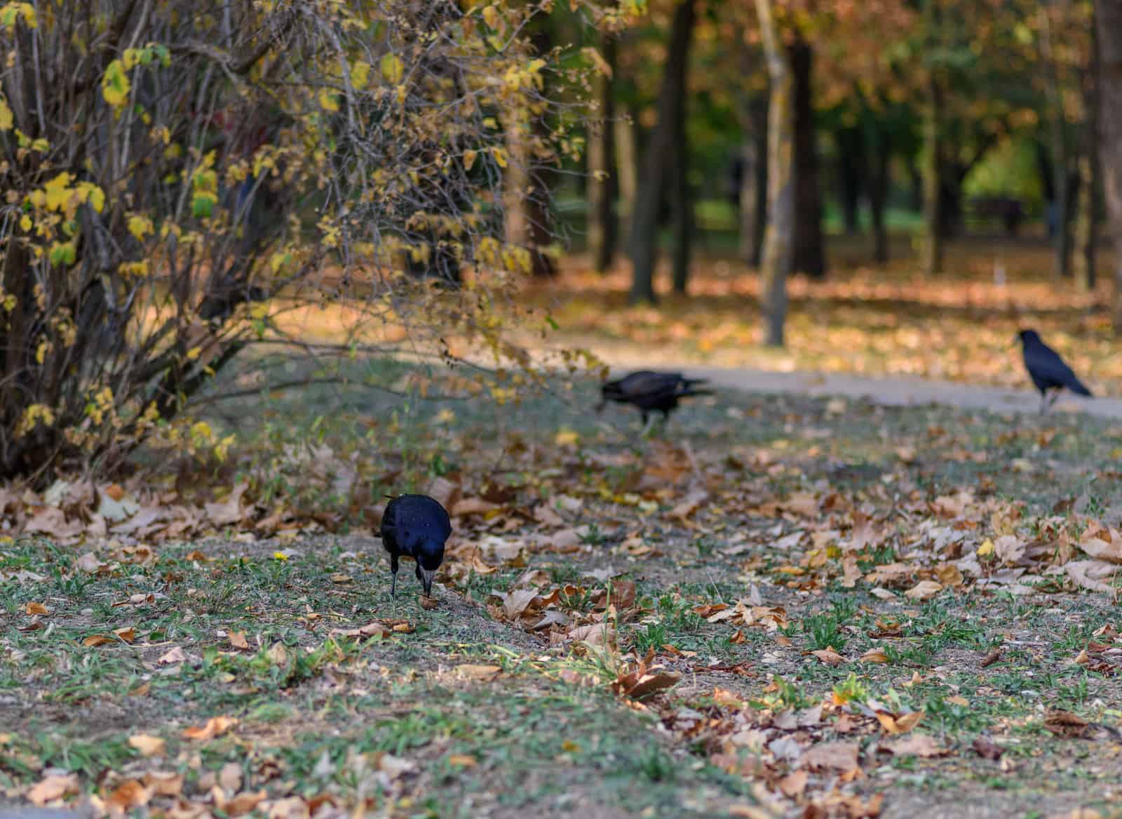 three black crows roaming on the ground with dry leaves
