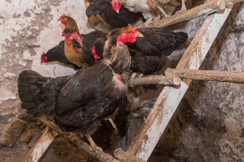 black hens perching inside the barn