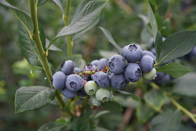 Blueberry-Bushes