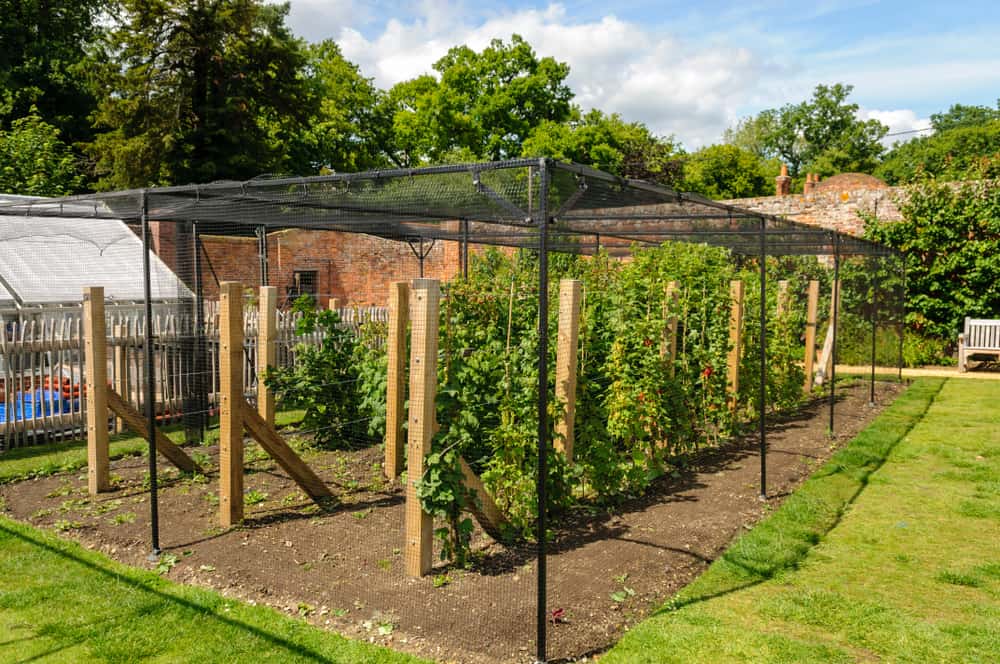 Blueberries and raspberries growing underneath a net to keep out birds