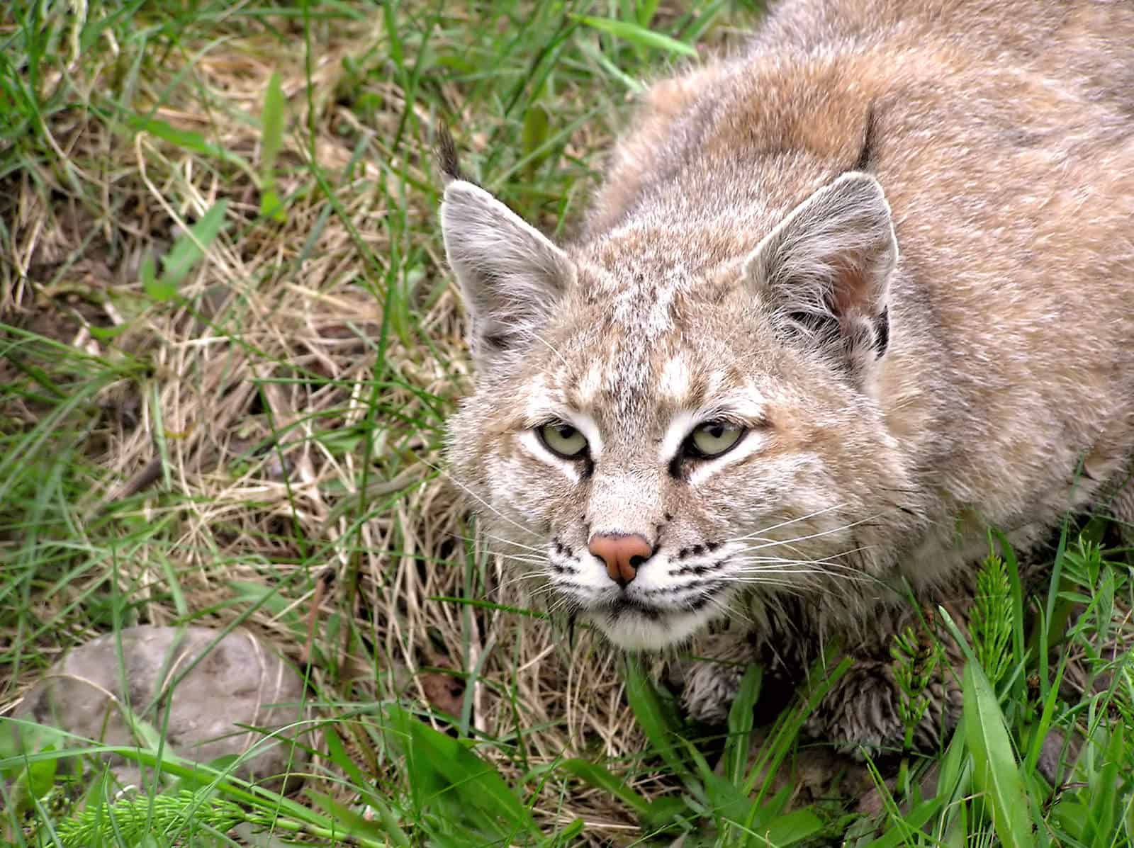 A bobcat focused on stalking its prey from a wet grasses