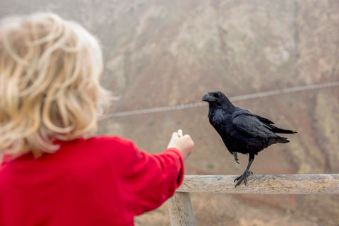 a boy wearing red shirt feeding a crow