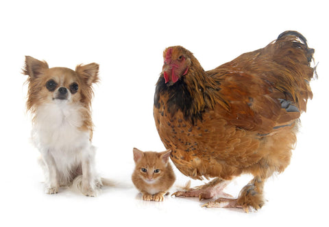 A chihuaha, kitten, and Brahma chicken in one frame with white background