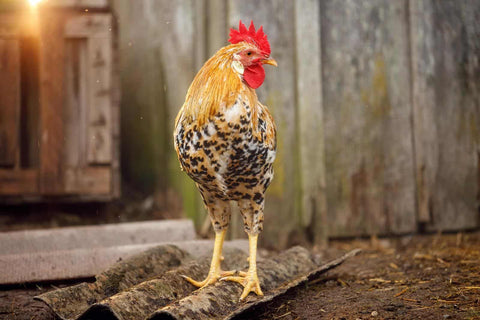 a brown rooster with bright orange and black-brown feathers standing in a chicken hen