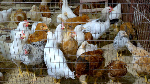 A chicken flock inside a sturdy, hard-fenced chicken coop
