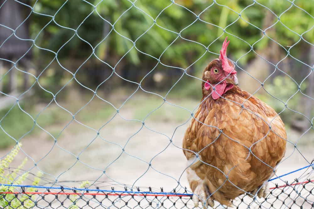 A close up look of a healthy hen in a bird net