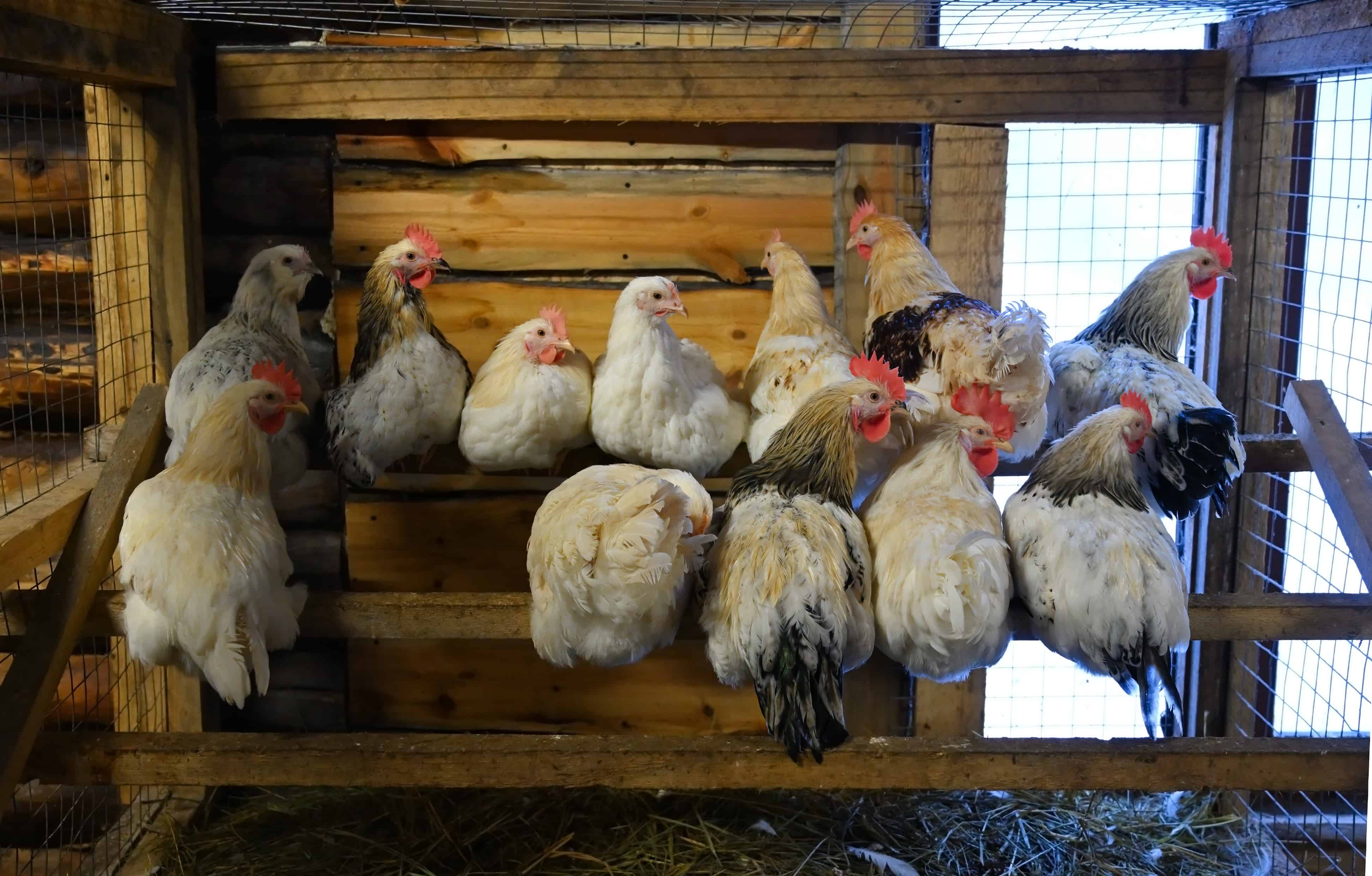 Dozen chickens settled comfortably, perched and roosting within the confines of the chicken coop