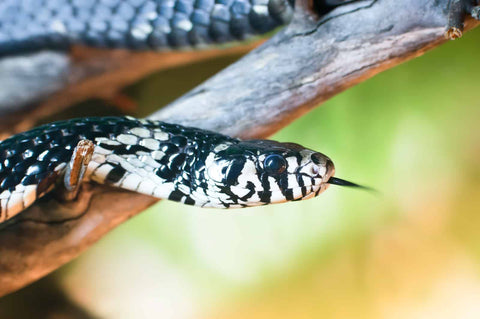 A chicken snake curling up on a branch showing its tongue