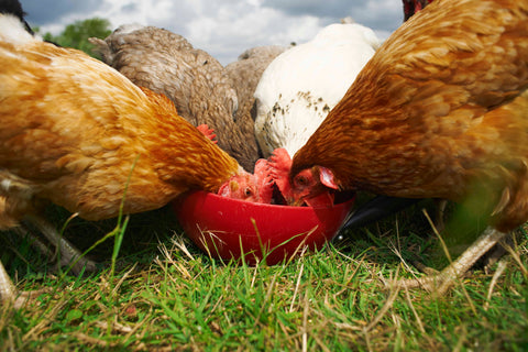 Chickens eating feeds at open container