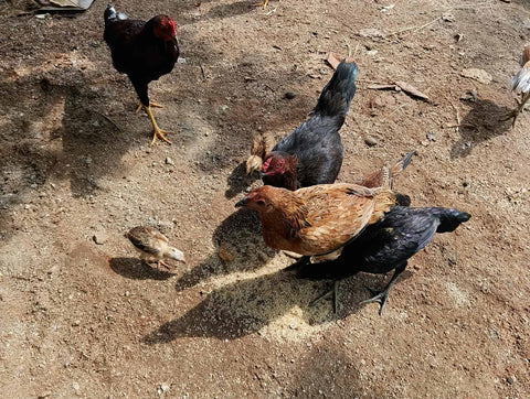 Chickens and their young ones eating uncooked rice from the ground