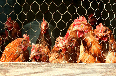 A bunch of chickens in a coop with a sturdy hardware cloth as protection.