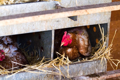 Two chickens roosting in their own nest boxes