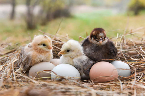 baby chicks and fresh eggs in a nest
