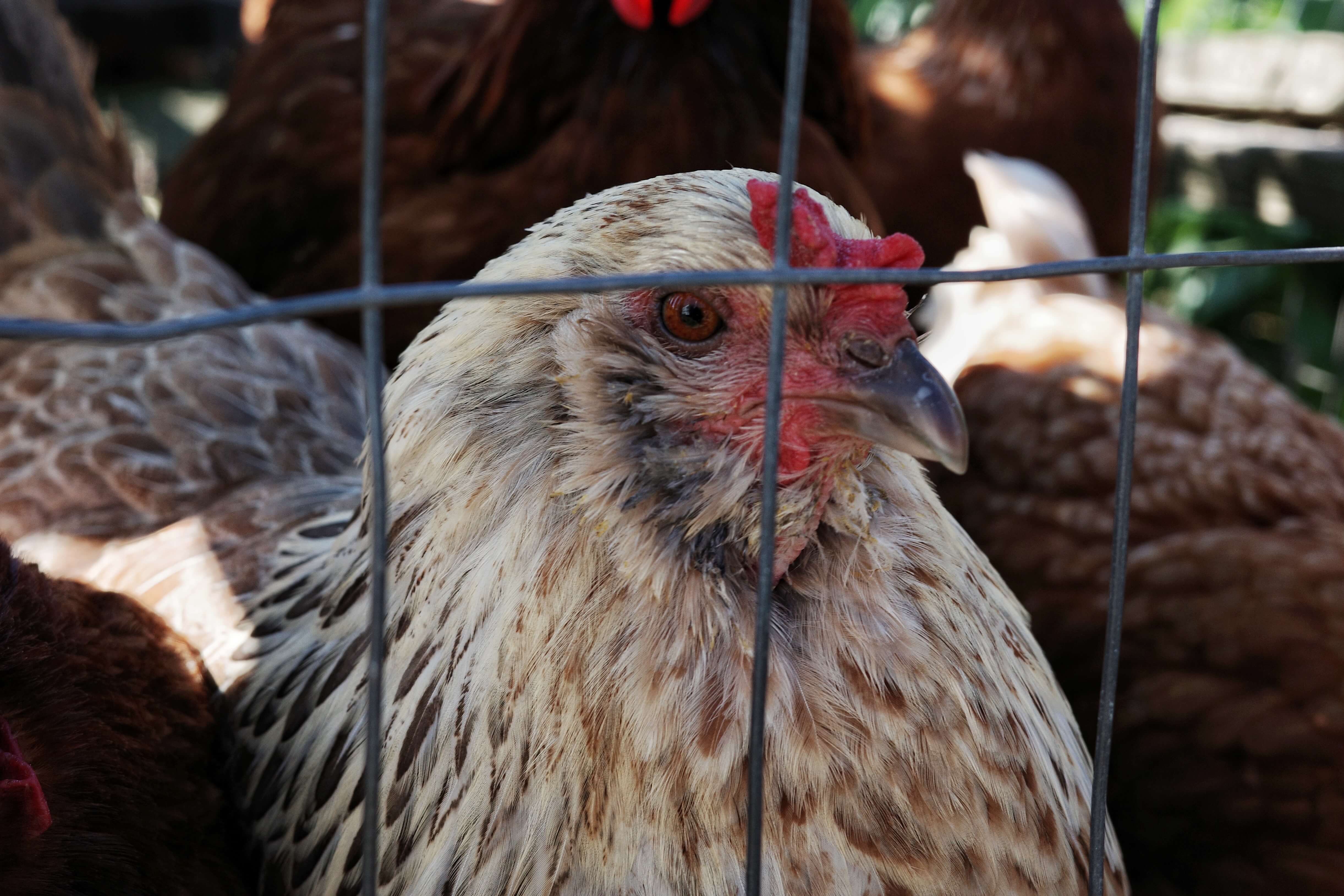 close up shot of a chicken in a fenced area with other chickens nearby