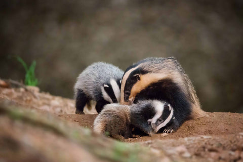 A close-up shot of three badgers enjoying a playful moment together on the ground