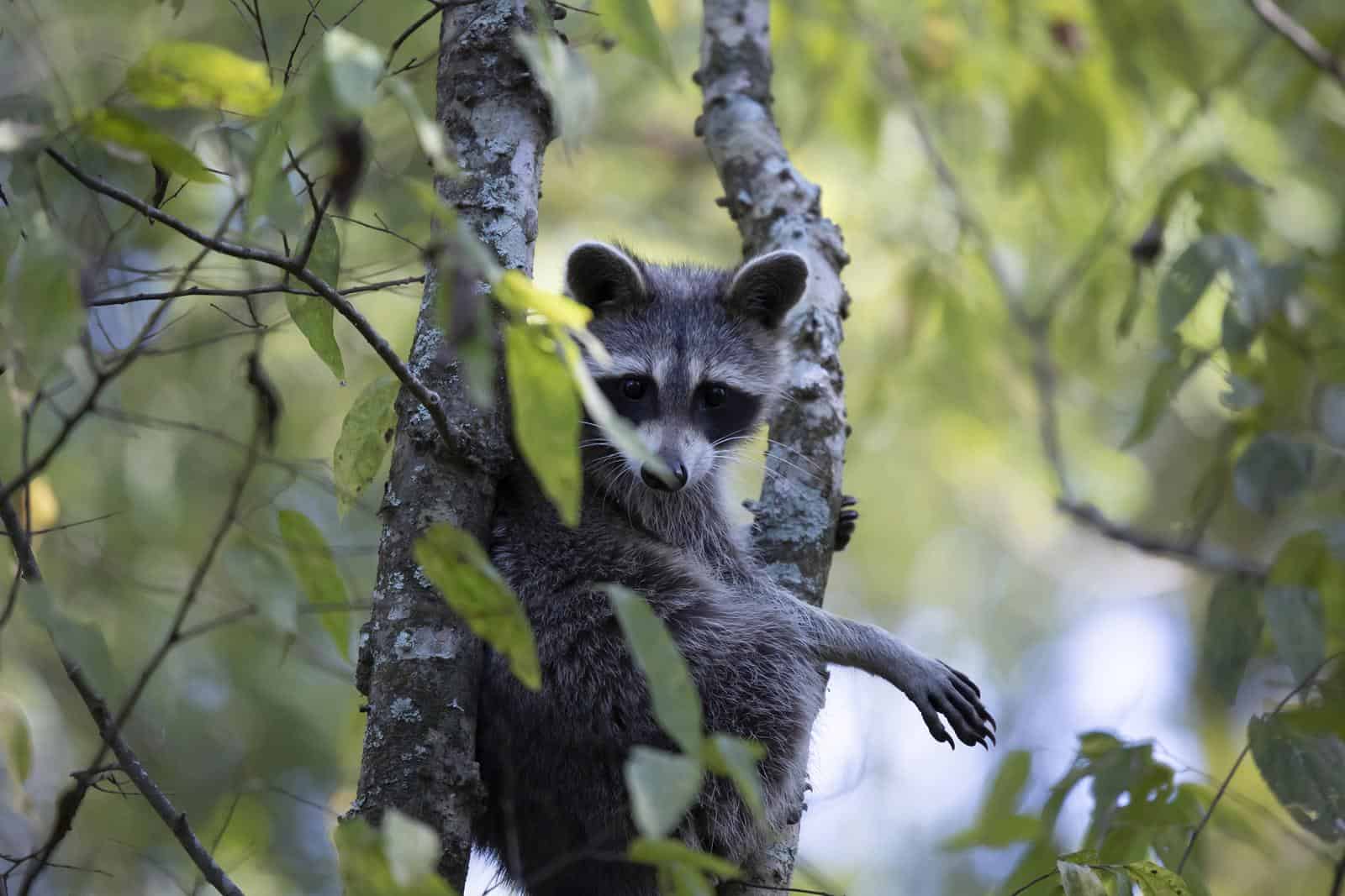 A curious raccoon looking out from behind a tree limb with an expressive eyes and alert posture.