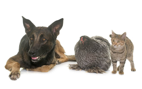 A dog, chicken, and a cat sitting beside each other in one frame