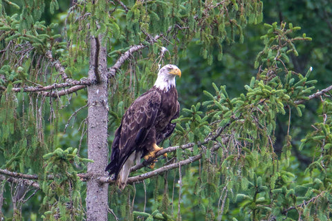 A bald eagle perched on a tree branch looking for prey