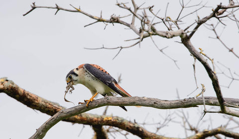 A Young Falcon sits on a branch and eats a lizard