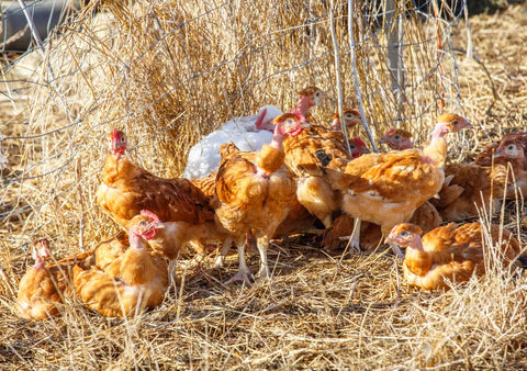 A flock of chickens roam freely in a stack of brown grass