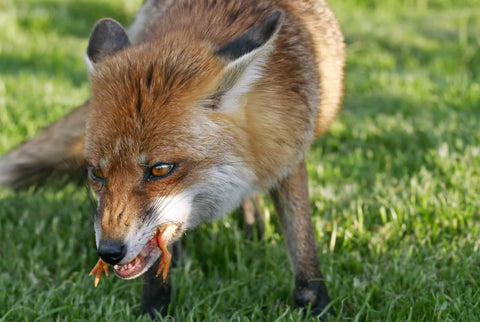 A fox eating a chicken