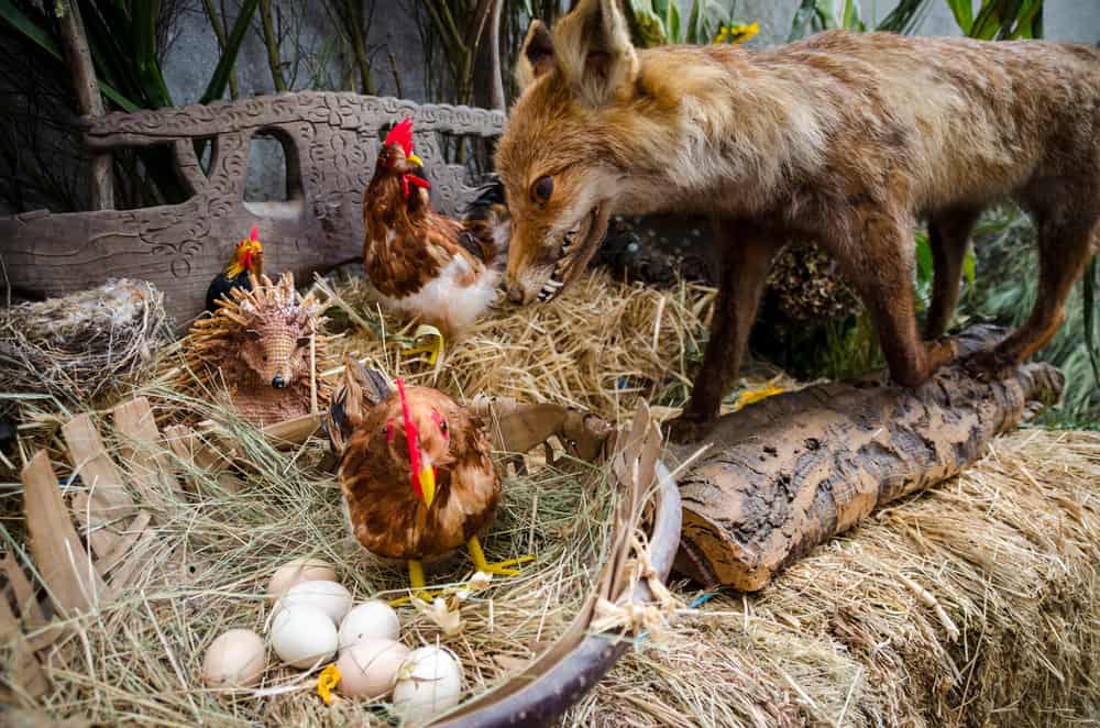 A fierce and hungry red fox poised to attack three chickens in their nest, filled with seven precious eggs waiting to hatch.