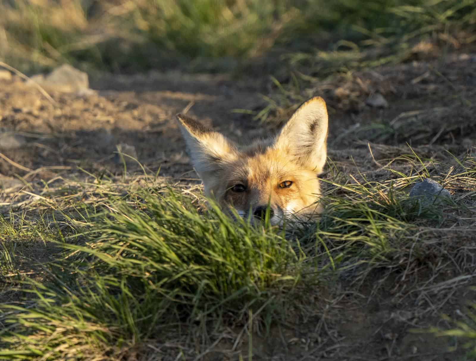 A red fox, caught mid-action with only its head and sharp eyes, peeping out from a small opening in the ground